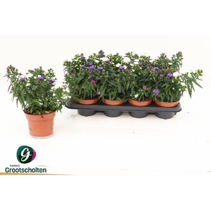 ASTER SHOWMASTER CARNAVAL P13