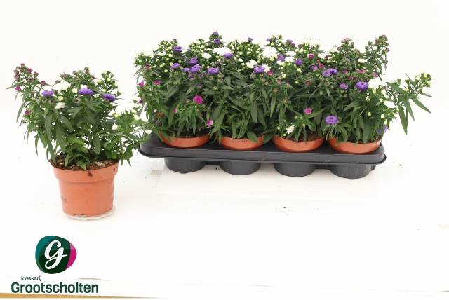 <h4>ASTER SHOWMASTER CARNAVAL P13</h4>