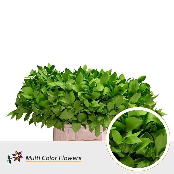 <h4>Ruscus   ...colored H%</h4>