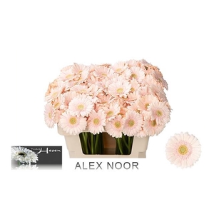 Ge Mi Alix-noor