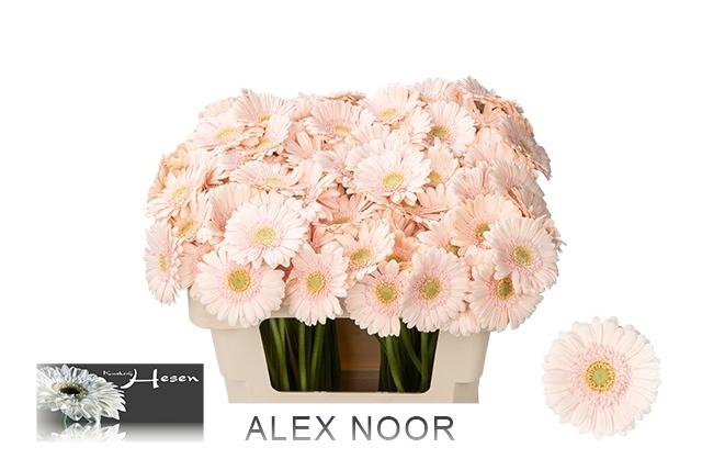 <h4>GE MI ALIX-NOOR</h4>