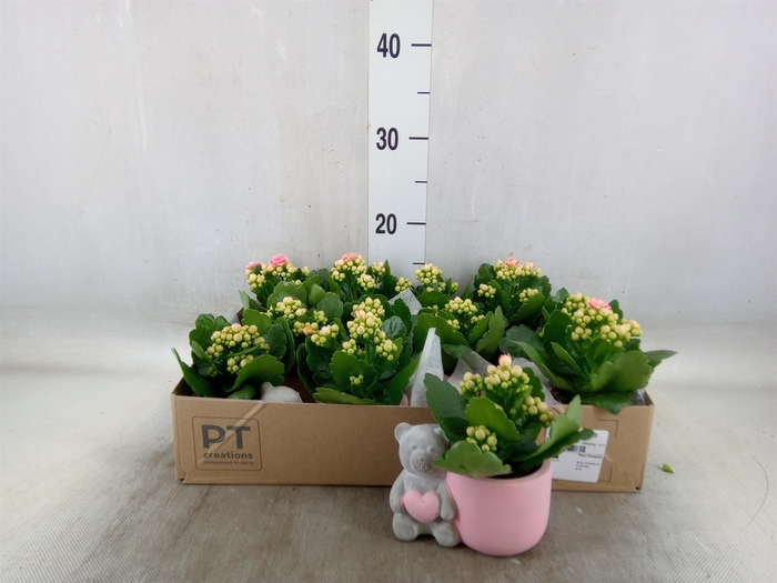 <h4>Arr.   Planten L%</h4>
