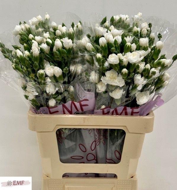 <h4>DI TR ARTIC</h4>