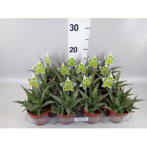 Aloe   ...