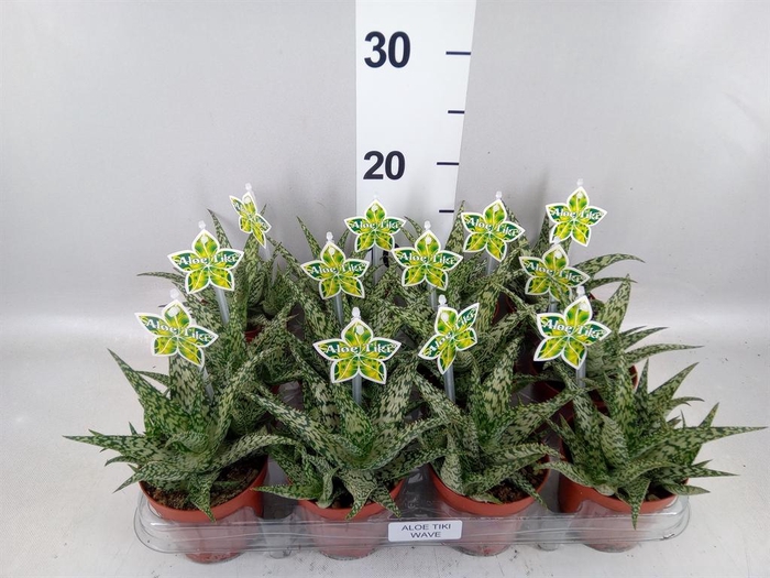 <h4>Aloe   ...</h4>