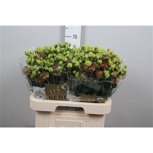 Eus G Rosanne Terracotta