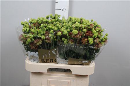 <h4>Eus G Rosanne Terracotta</h4>
