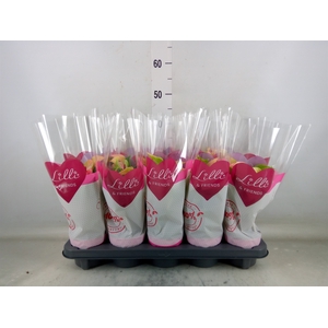 Anthurium  'Matata'