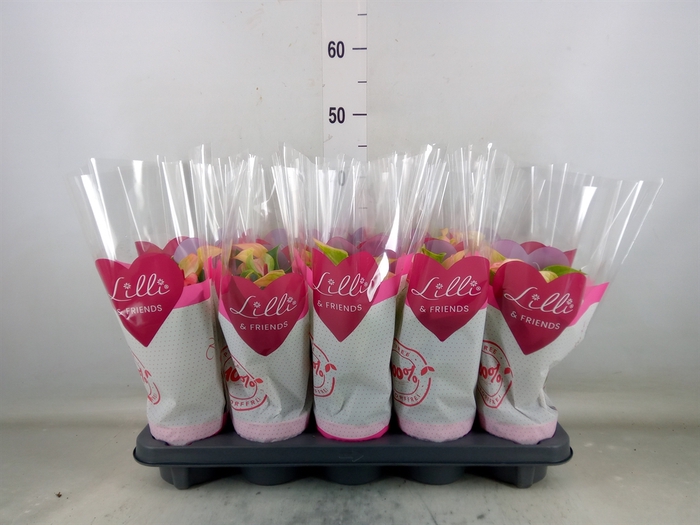 <h4>Anthurium  'Matata'</h4>