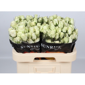 R TR POLA SENSATION+