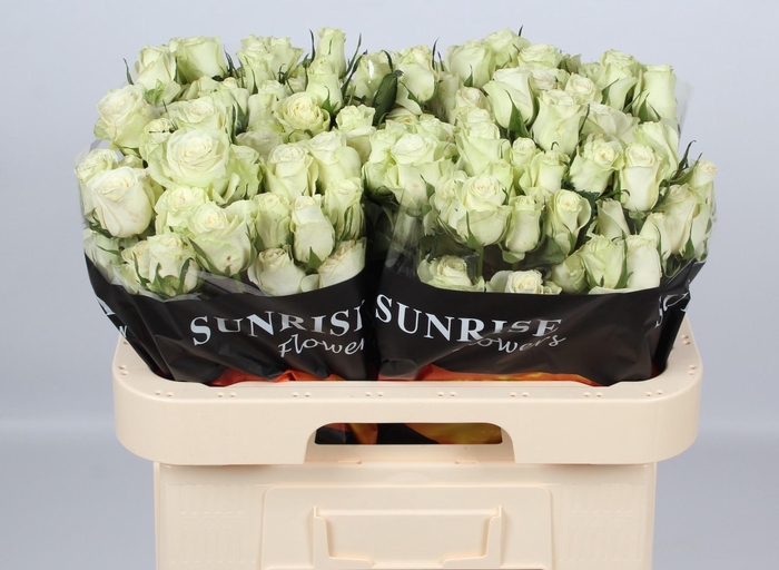 <h4>R TR POLA SENSATION+</h4>