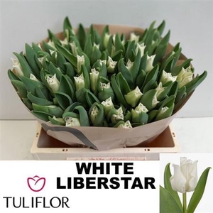 TU CO WHITE LIBERSTA