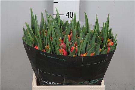 <h4>Tu Du Thunderball</h4>