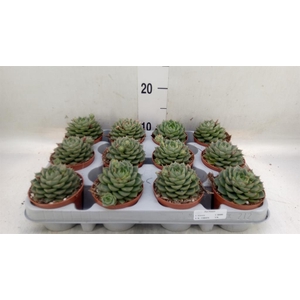 Echeveria   ...