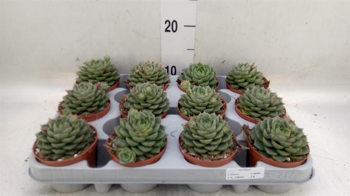 <h4>Echeveria   ...</h4>