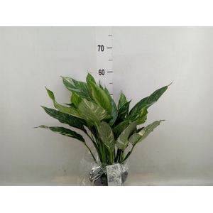 Spathiphyllum  'Diamond'