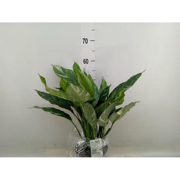 <h4>Spathiphyllum  'Diamond'</h4>