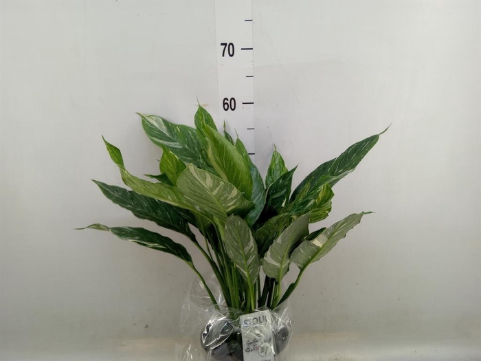 <h4>Spathiphyllum  'Diamond'</h4>