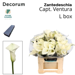 Zant Capt Ventura Large Box 40 Cm