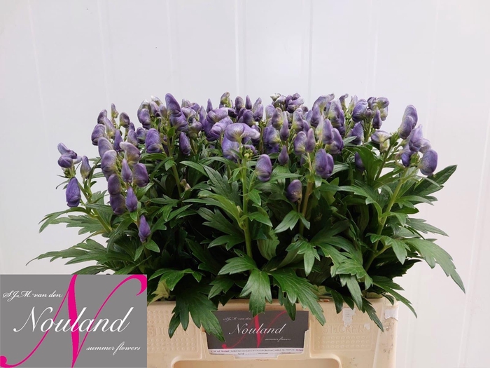 <h4>ACONI CAR ARENDSII</h4>