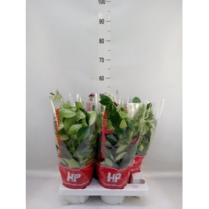 Aeschynanthus  'Mona Lisa'