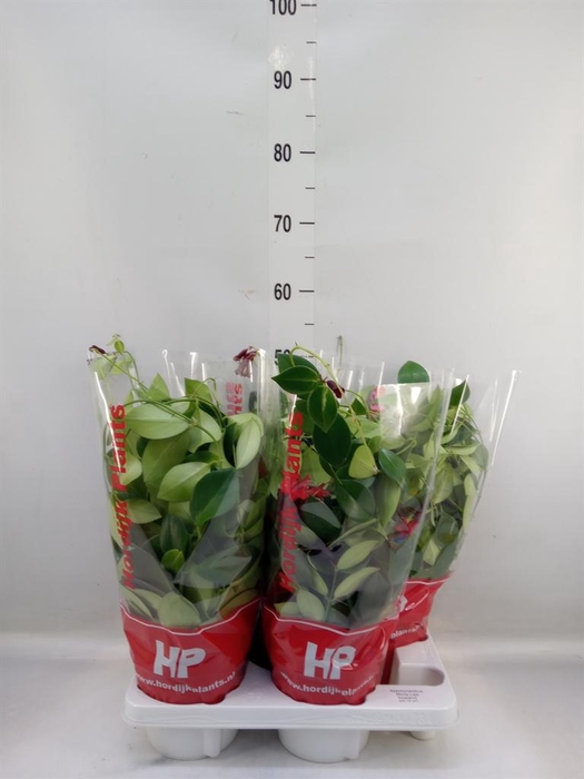 <h4>Aeschynanthus  'Mona Lisa'</h4>