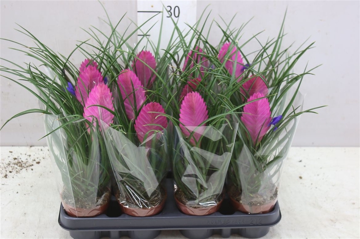 <h4>Tillandsia Cyanea</h4>