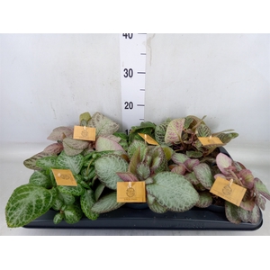 Episcia   ...