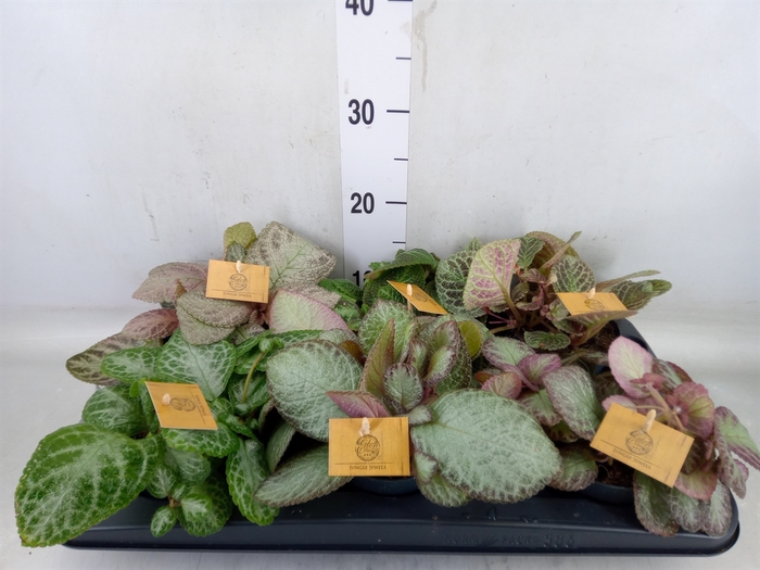<h4>Episcia   ...</h4>