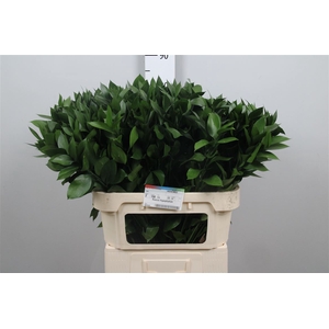 Ruscus Hypophyllum