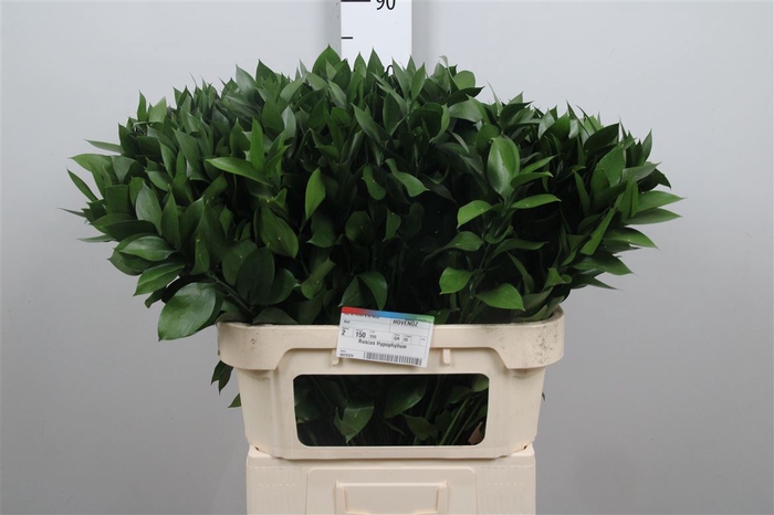 <h4>Ruscus Hypophyllum</h4>