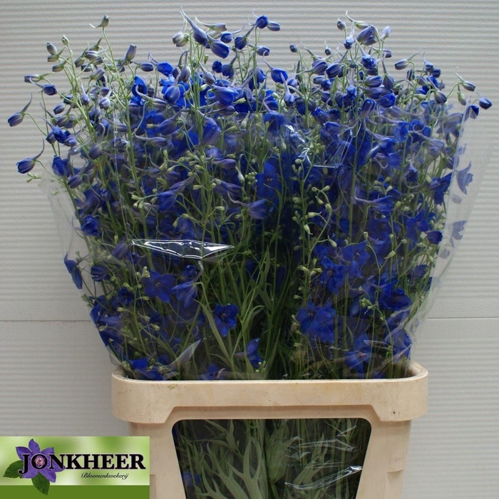 <h4>DELPH EN VOLKERFRIED</h4>