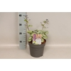 vaste planten 19 cm  Brunnera Jack Frost