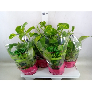 Epipremnum pinn.   HG