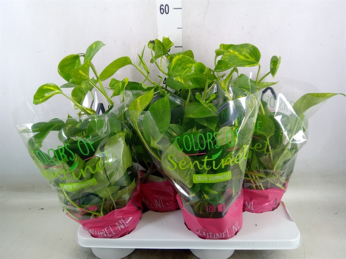 <h4>Epipremnum pinn.   HG</h4>