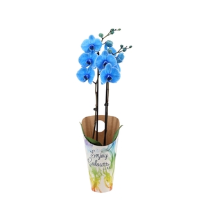 Enjoy Potcover Phal I Am Blue 2T14+