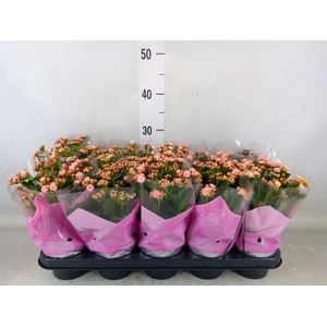 Kalanchoe   ...