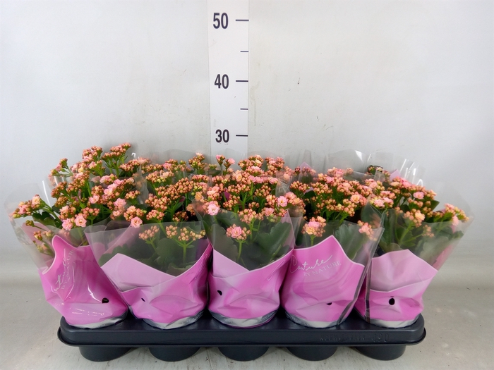 <h4>Kalanchoe   ...</h4>