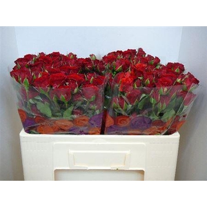 R Tr Velvet Blossoms