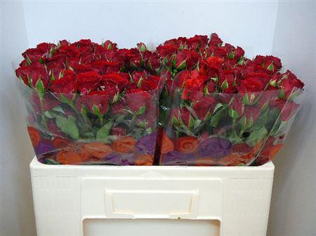 <h4>R Tr Velvet Blossoms</h4>