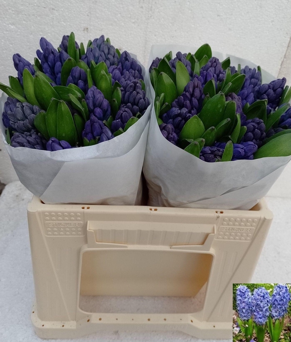 <h4>HYAC DELFT BLUE</h4>