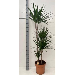 DRA MARGINATA