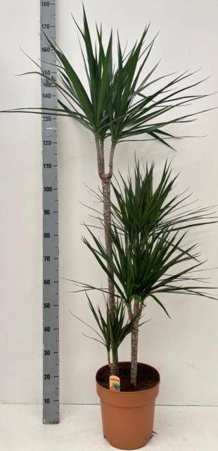 <h4>DRA MARGINATA</h4>