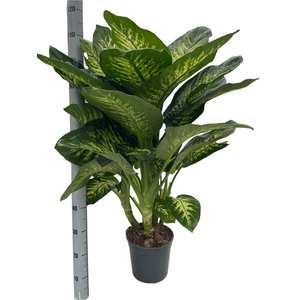 DIEFF SE TROPIC SNOW