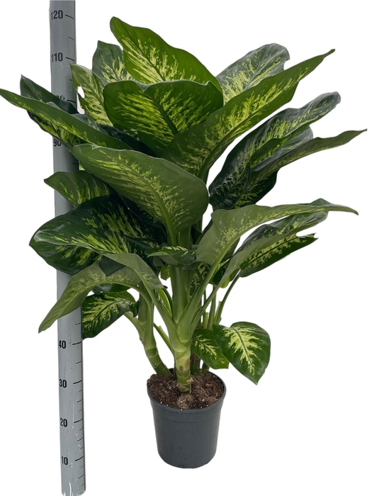 <h4>DIEFF SE TROPIC SNOW</h4>