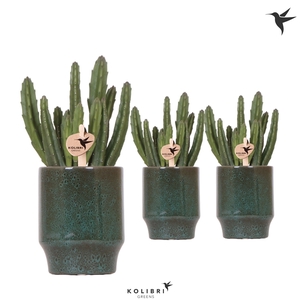 Kolibri Greens Stapelia Leendertziae in Classy pot green