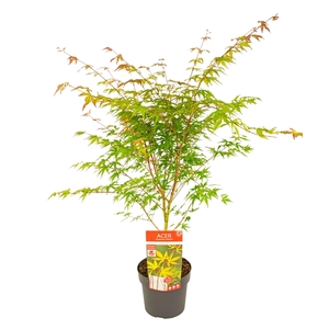 Acer palm. 'Sangokaku'