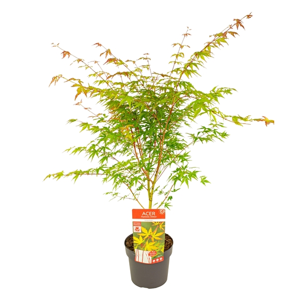 <h4>Acer palm. 'Sangokaku'</h4>