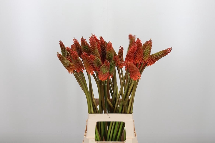 <h4>Kniphofia Alcazar</h4>