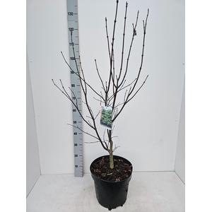 Acer palmatum Osakazuki